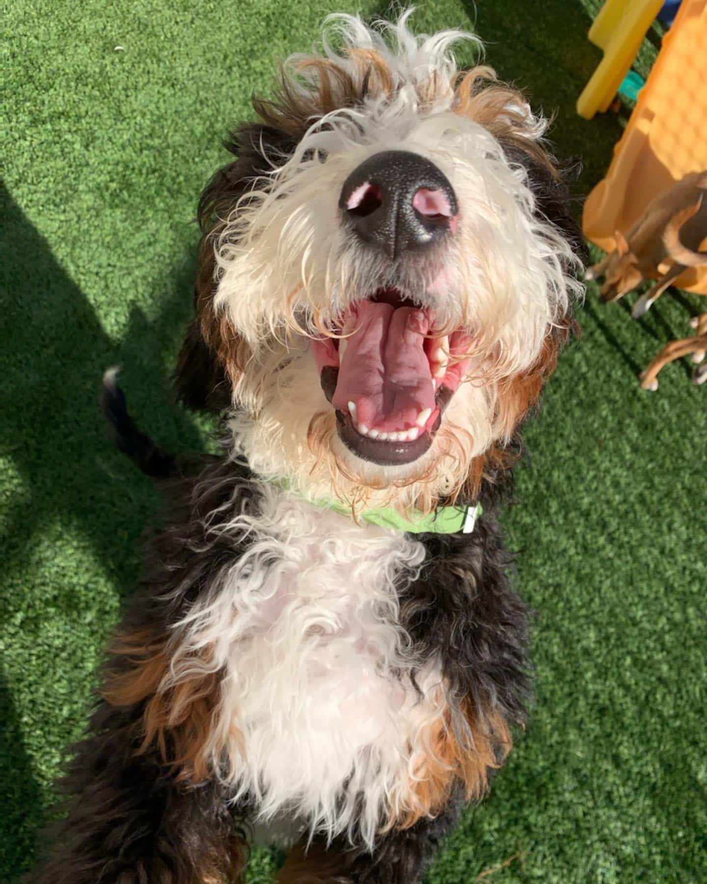 Doodle smiling at camera