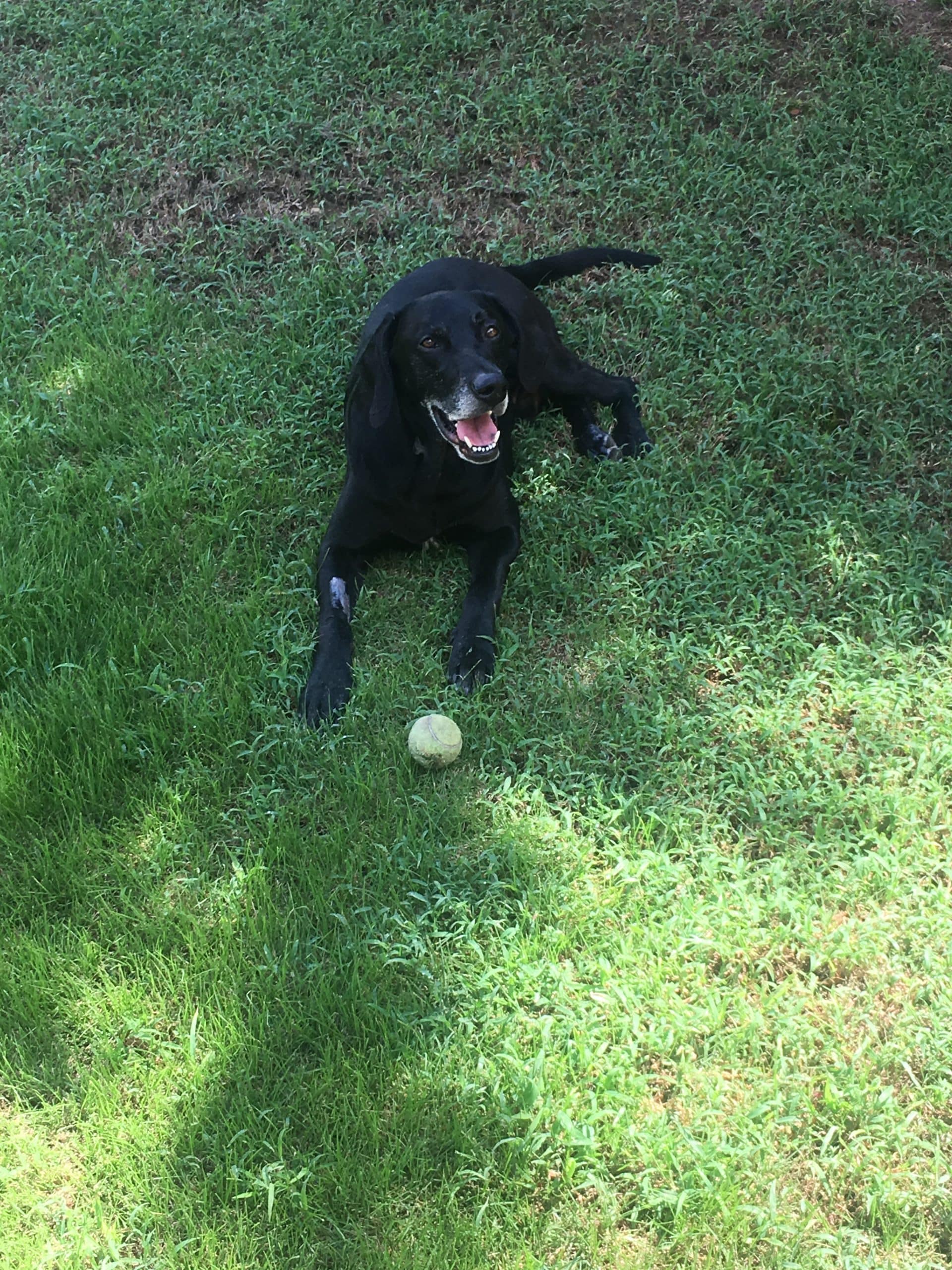 Playing fetch at the park in Bryant