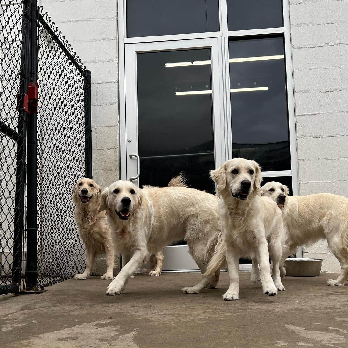 Golden group No worries about the confinement law at Hounds Lounge