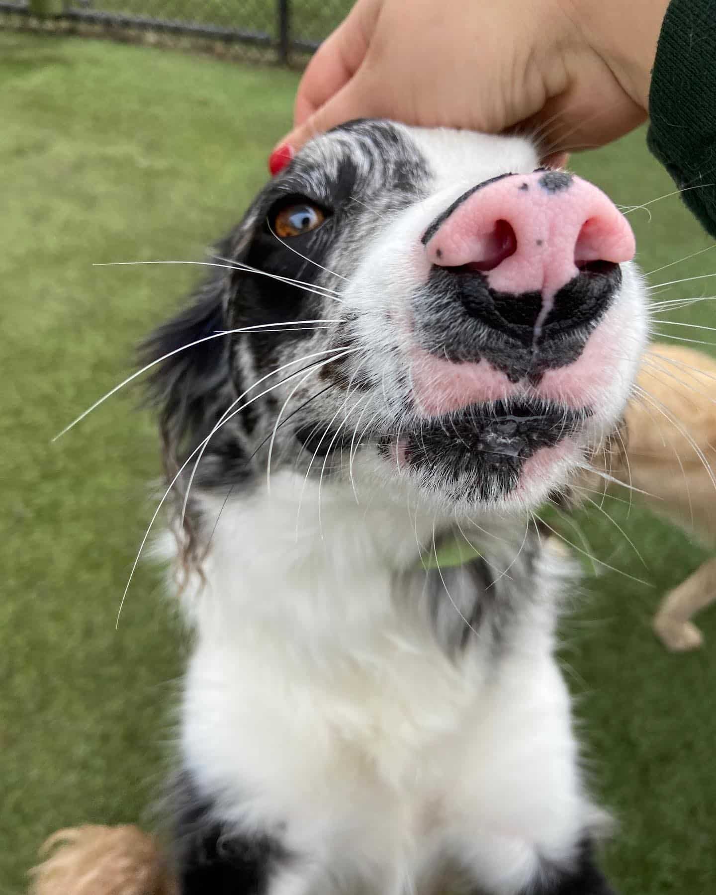Cute Dog Getting Petted