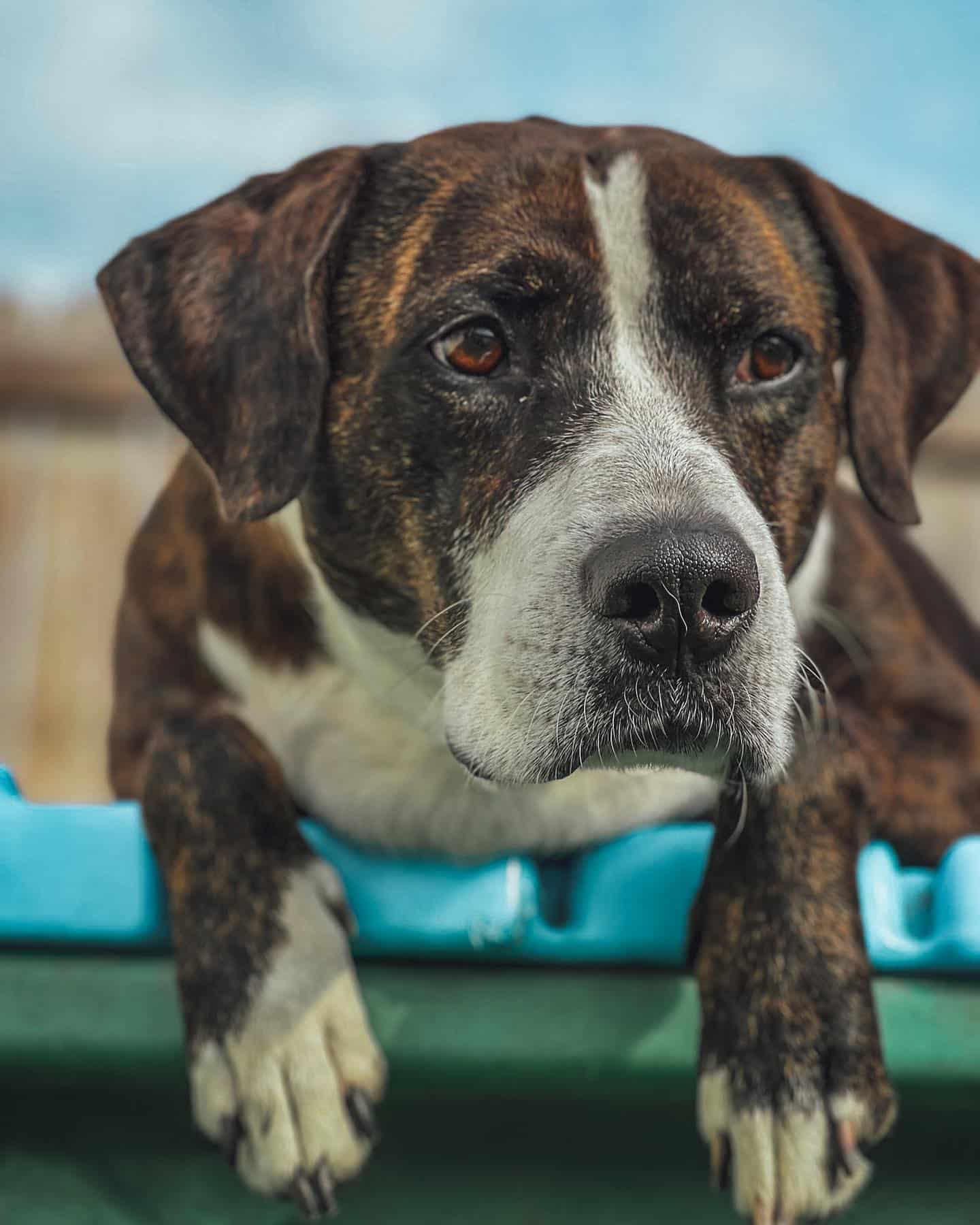 High Resolution Doggo