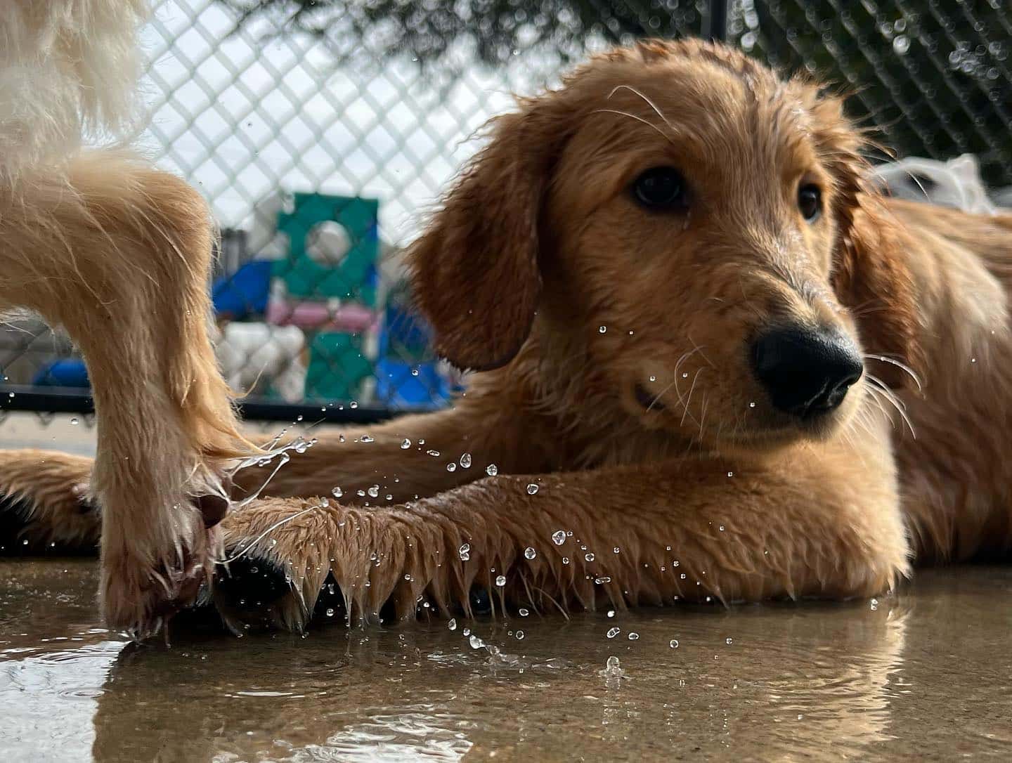 Dog Playing in Water