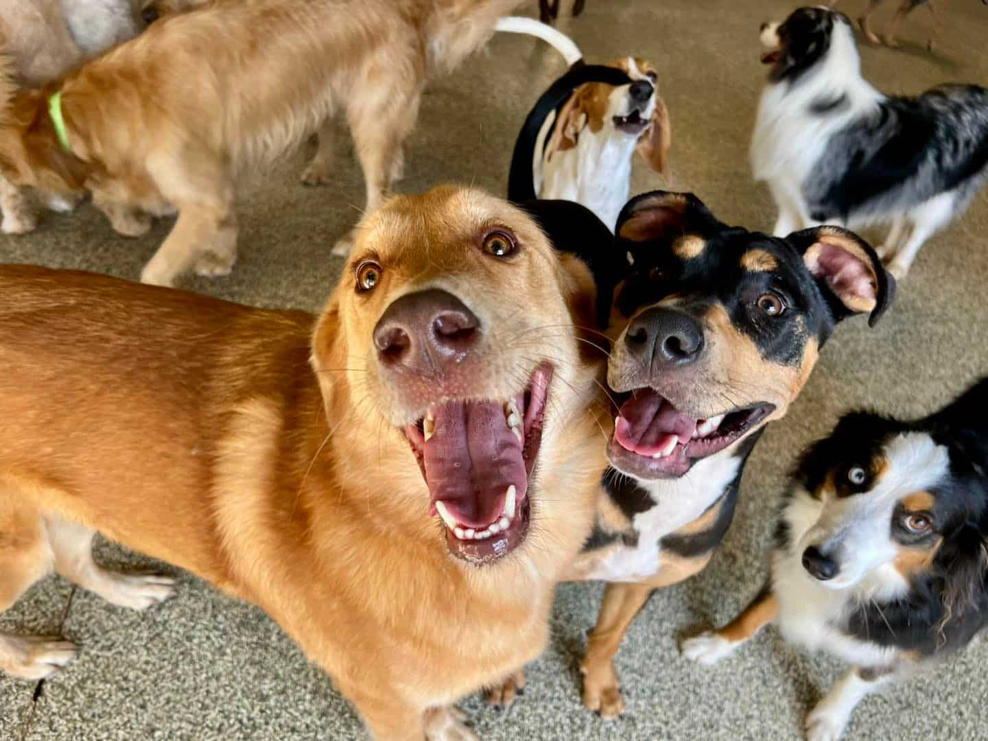 Happy dogs at Hounds Lounge