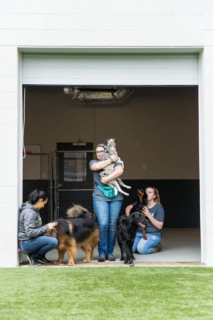 Multiple dogs getting some love and attention from the staff at Hounds Lounge in one of the play yards