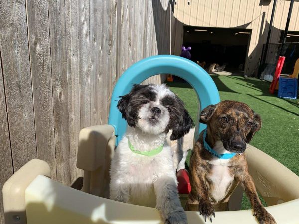 Dogs playing together at a dog park in Arkansas