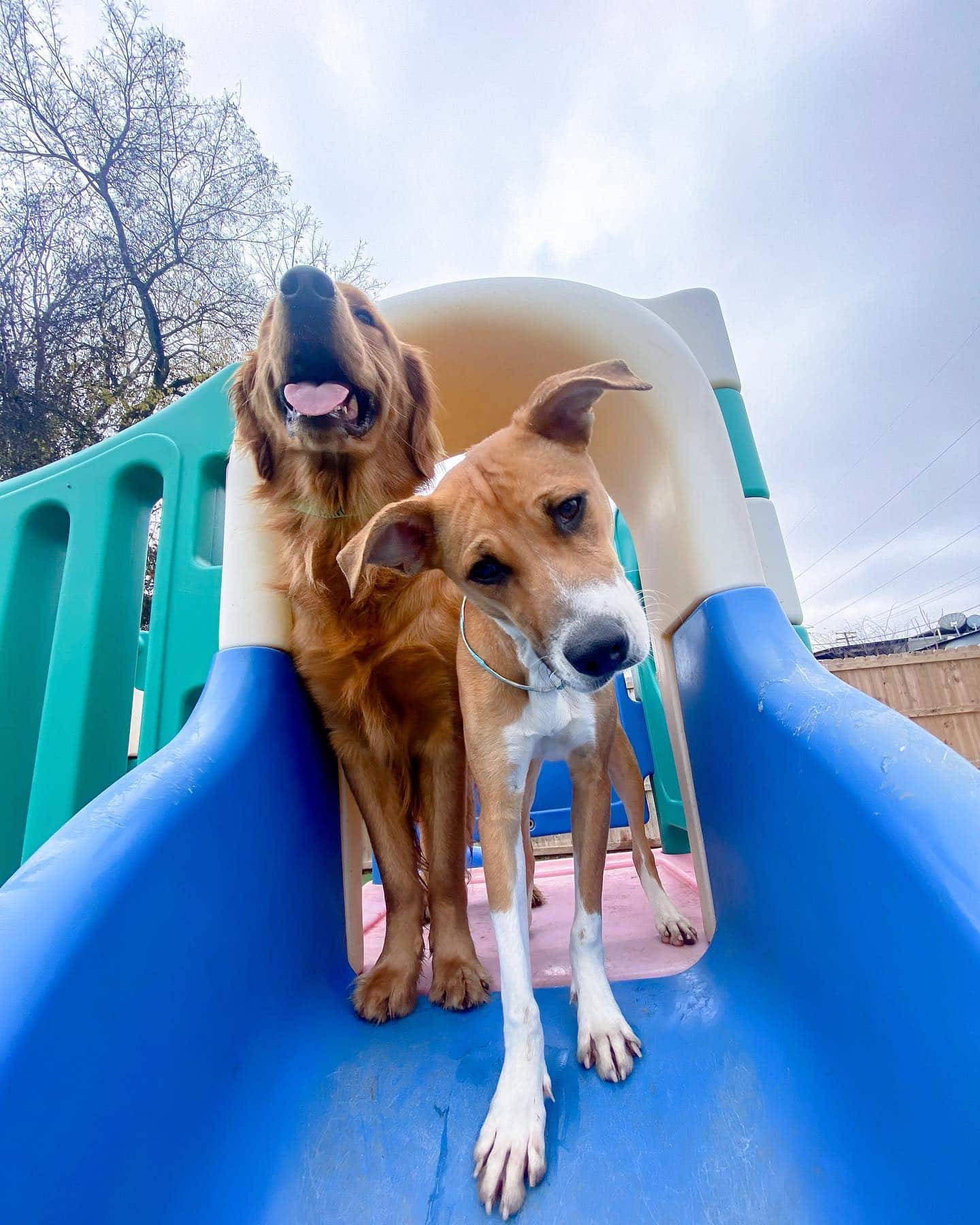 Hounds Lounge buddies