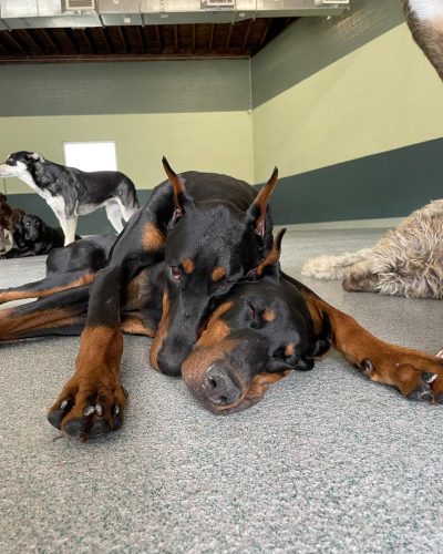 Hounds Lounge hangover