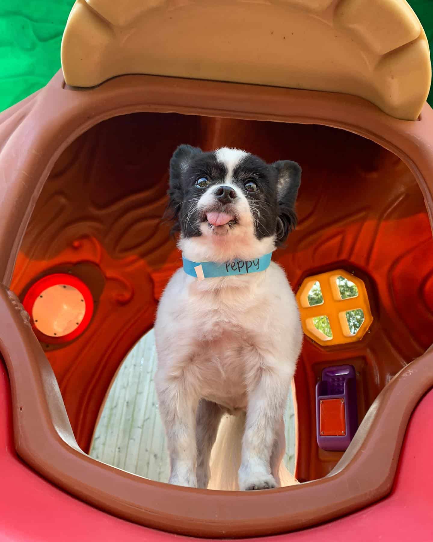 Dog with Tongue Sticking Out