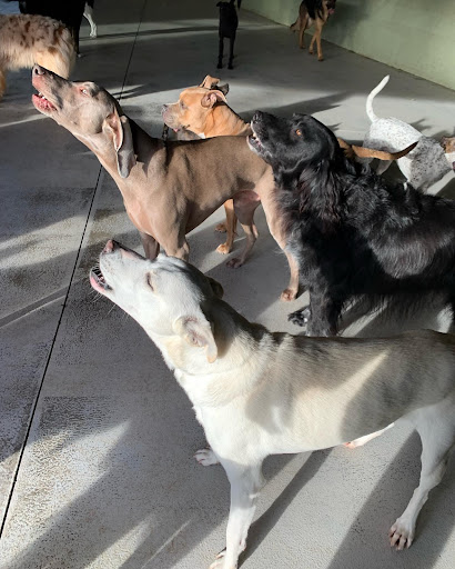 Howling Dogs Howling Dogs