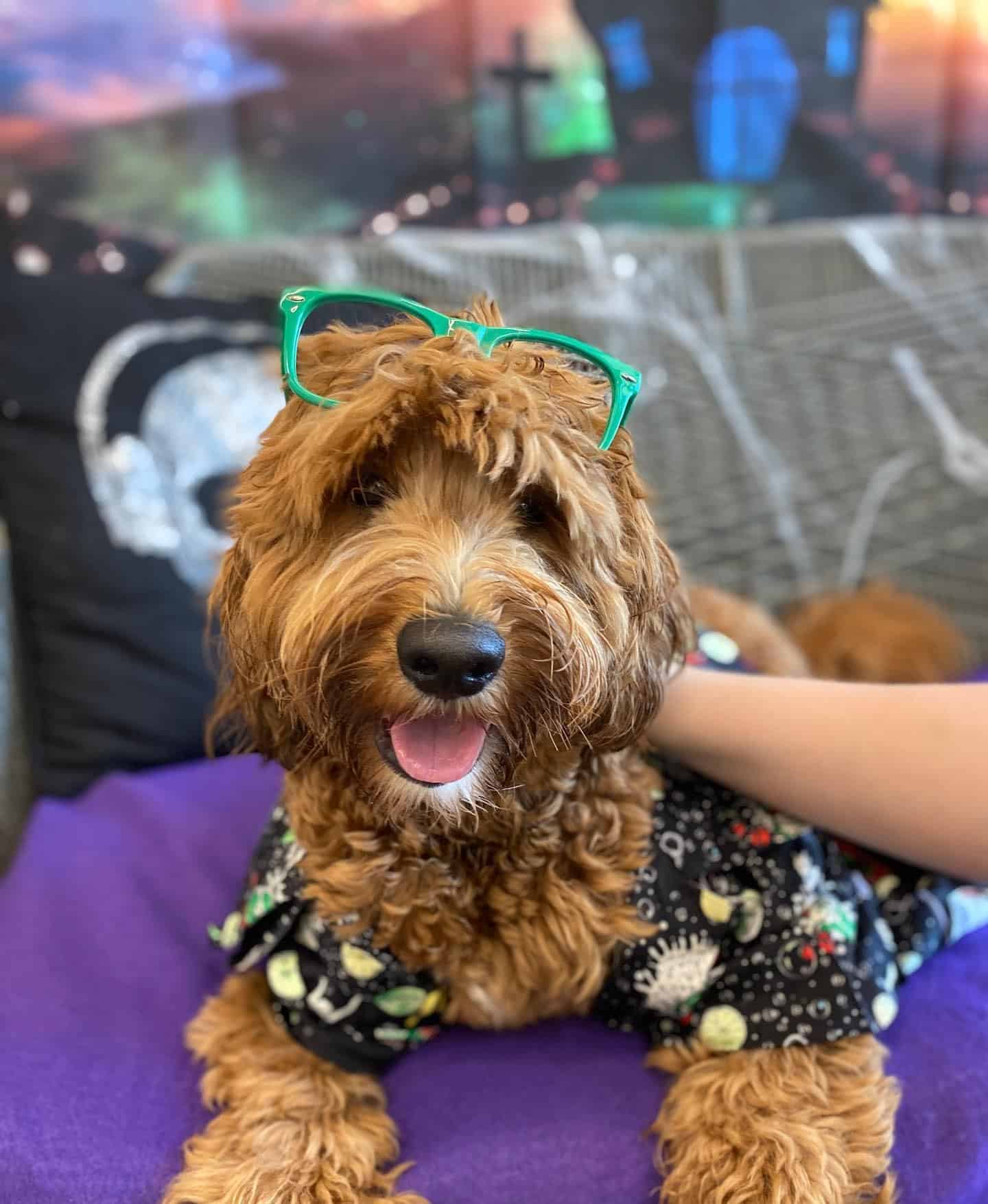 Dog in Halloween Costume