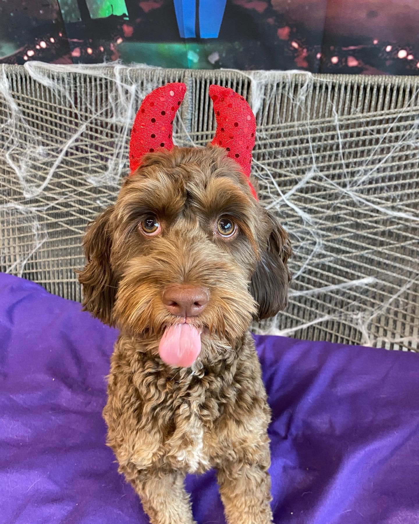 Dog wearing Halloween horns