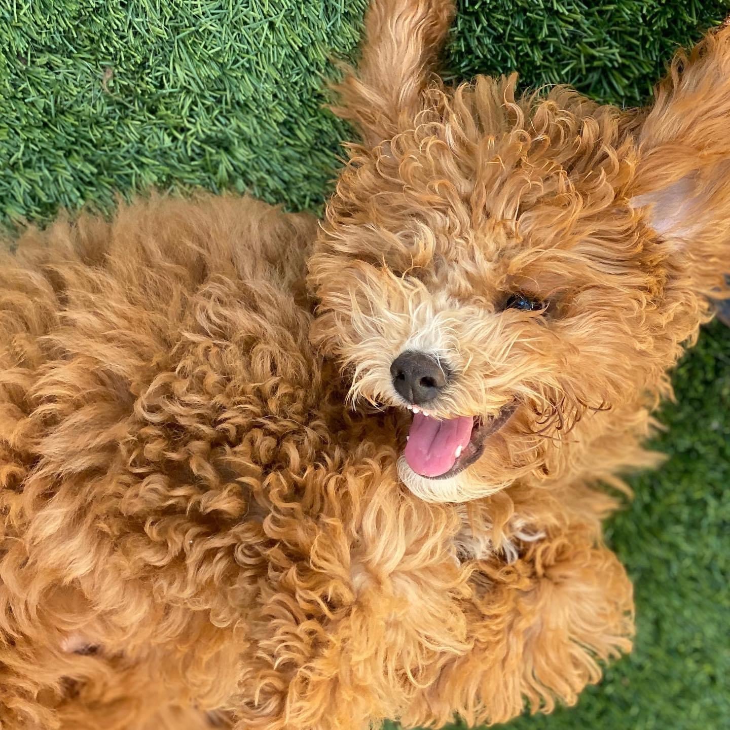 Doodle Playing on the Ground