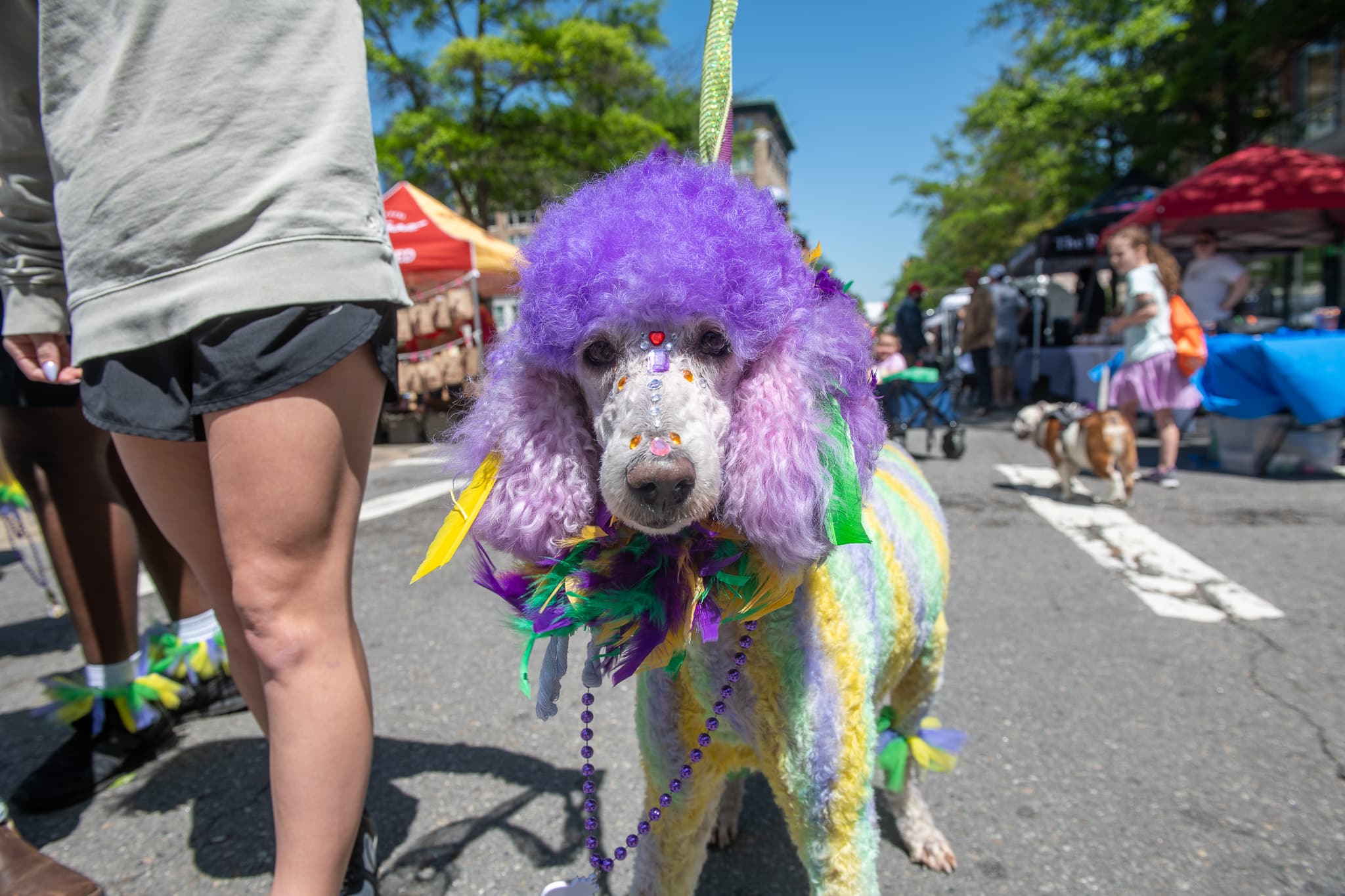 Mardis Gras Dog at Barkus