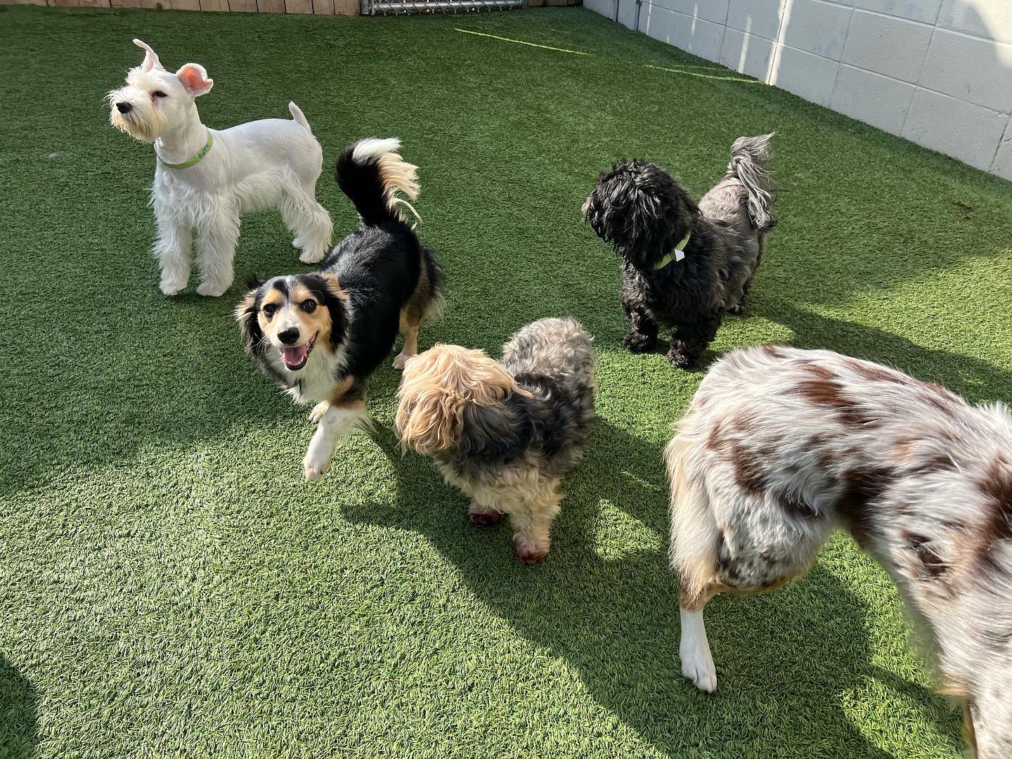 Group of Dogs Playing