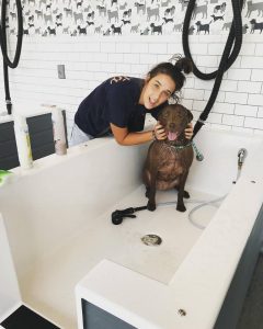 One clean doggo after a bath at Hounds Lounge Clean pup after a bath at Hounds Lounge