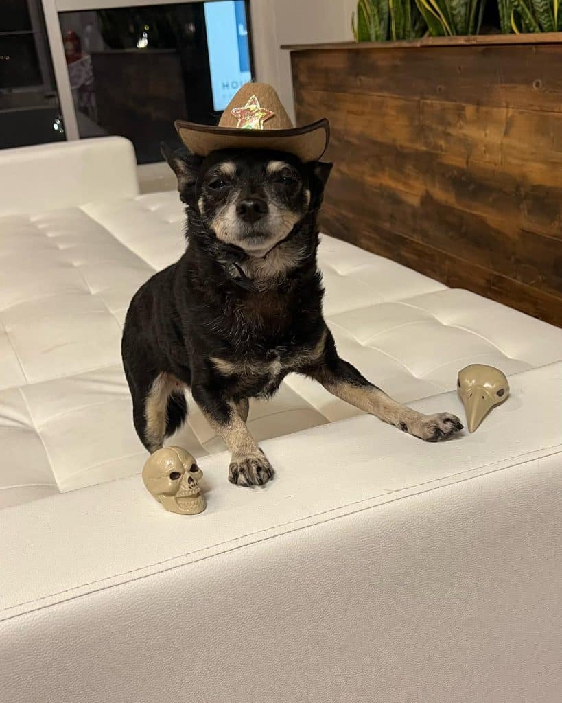 Outlaw dog wearing cowboy hat dog bite laws in arkansas