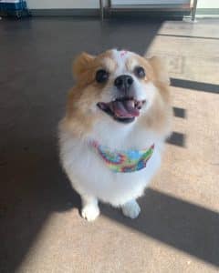 Pomeranian Pomeranian