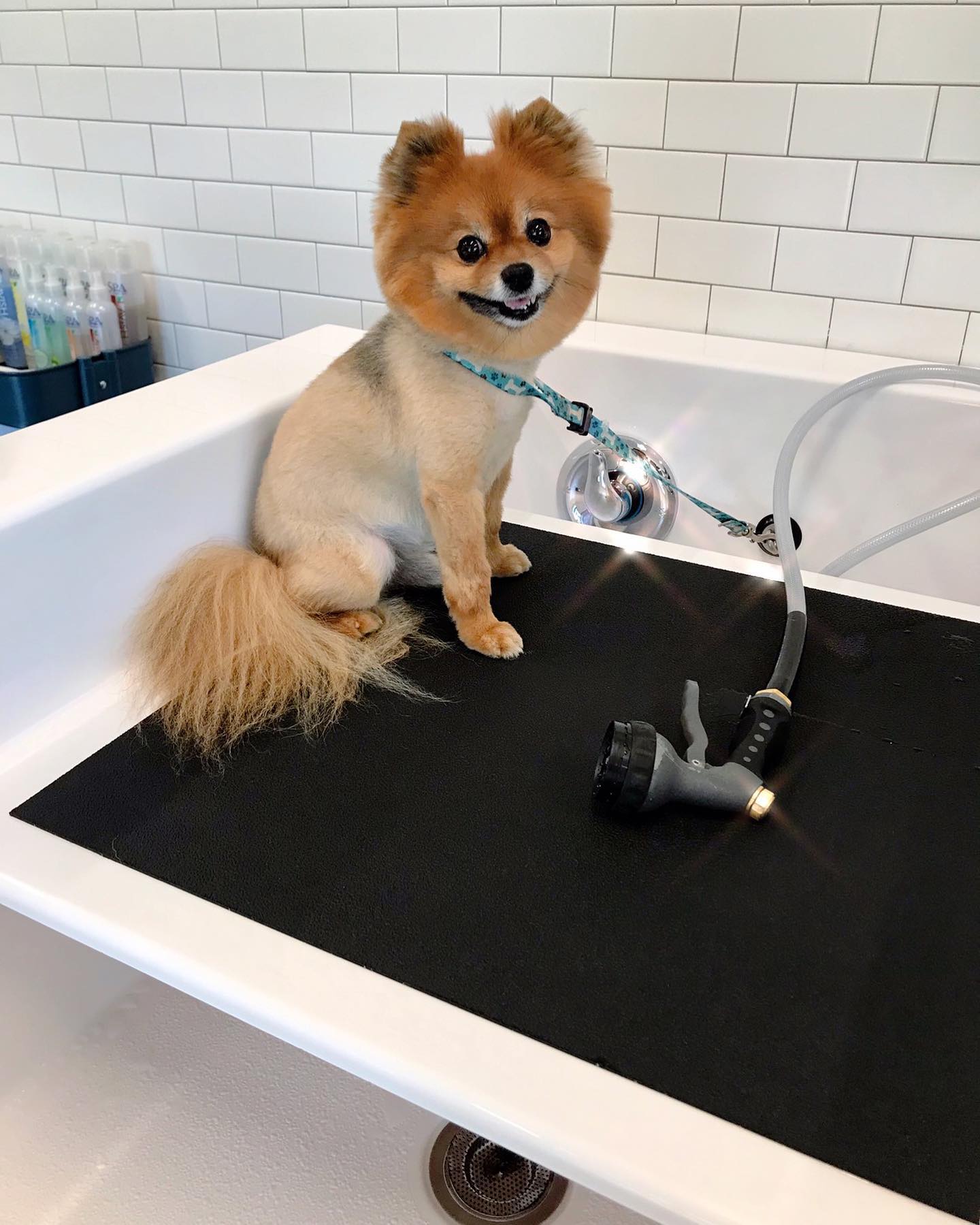 Professional Dog Grooming for all breeds at Hounds Lounge