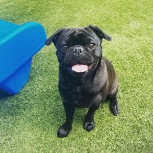 Pug Pug