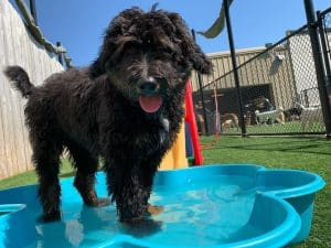 Pup in Pool Pup in Pool