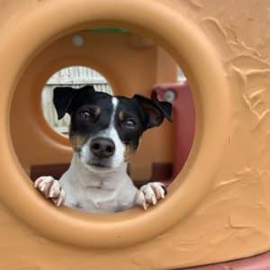 Pup plays safely at Hounds Lounge Doggie Daycare