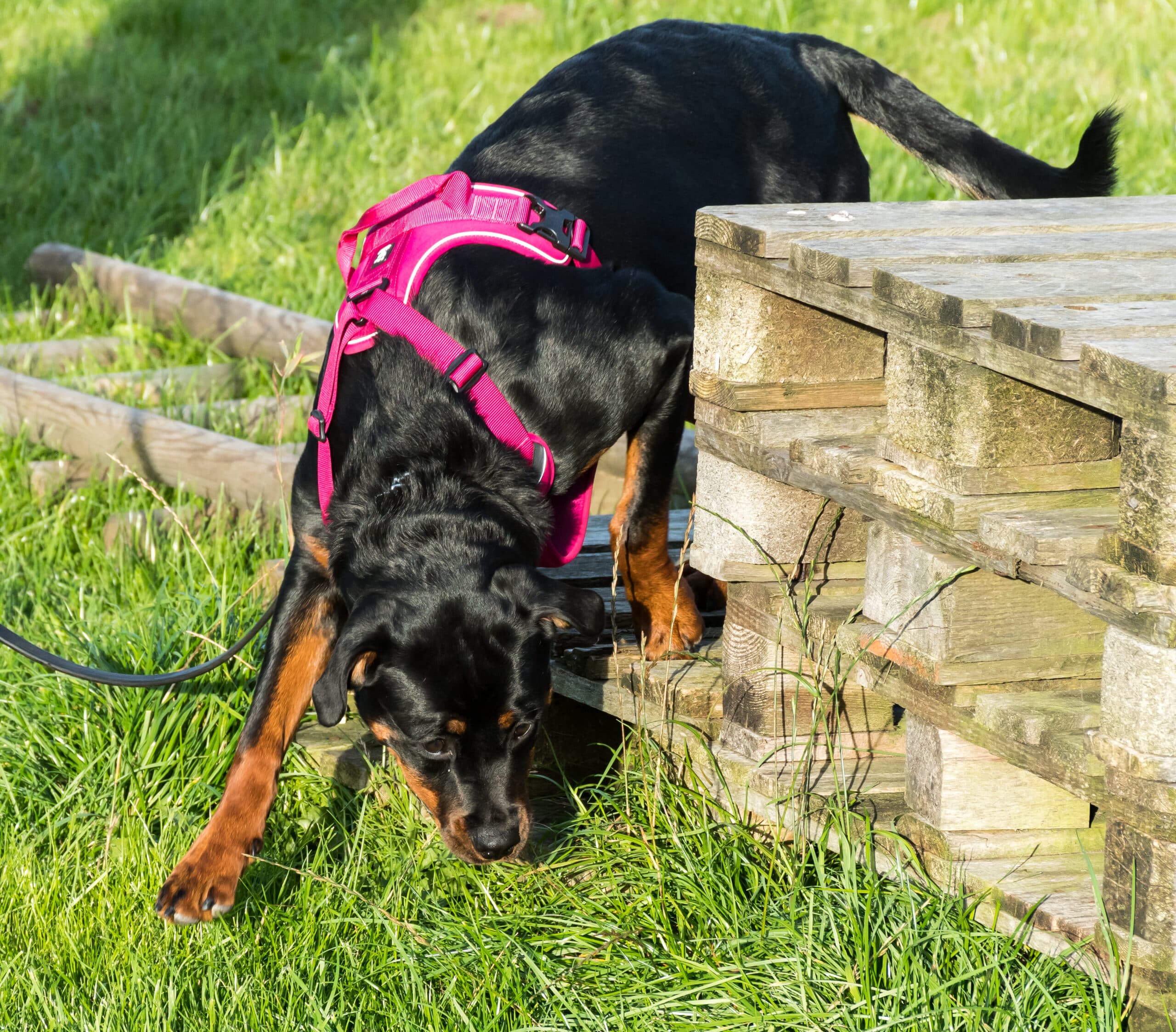 Rottweiler,Puppy,Nose,Work,On,Wooden,Pallet