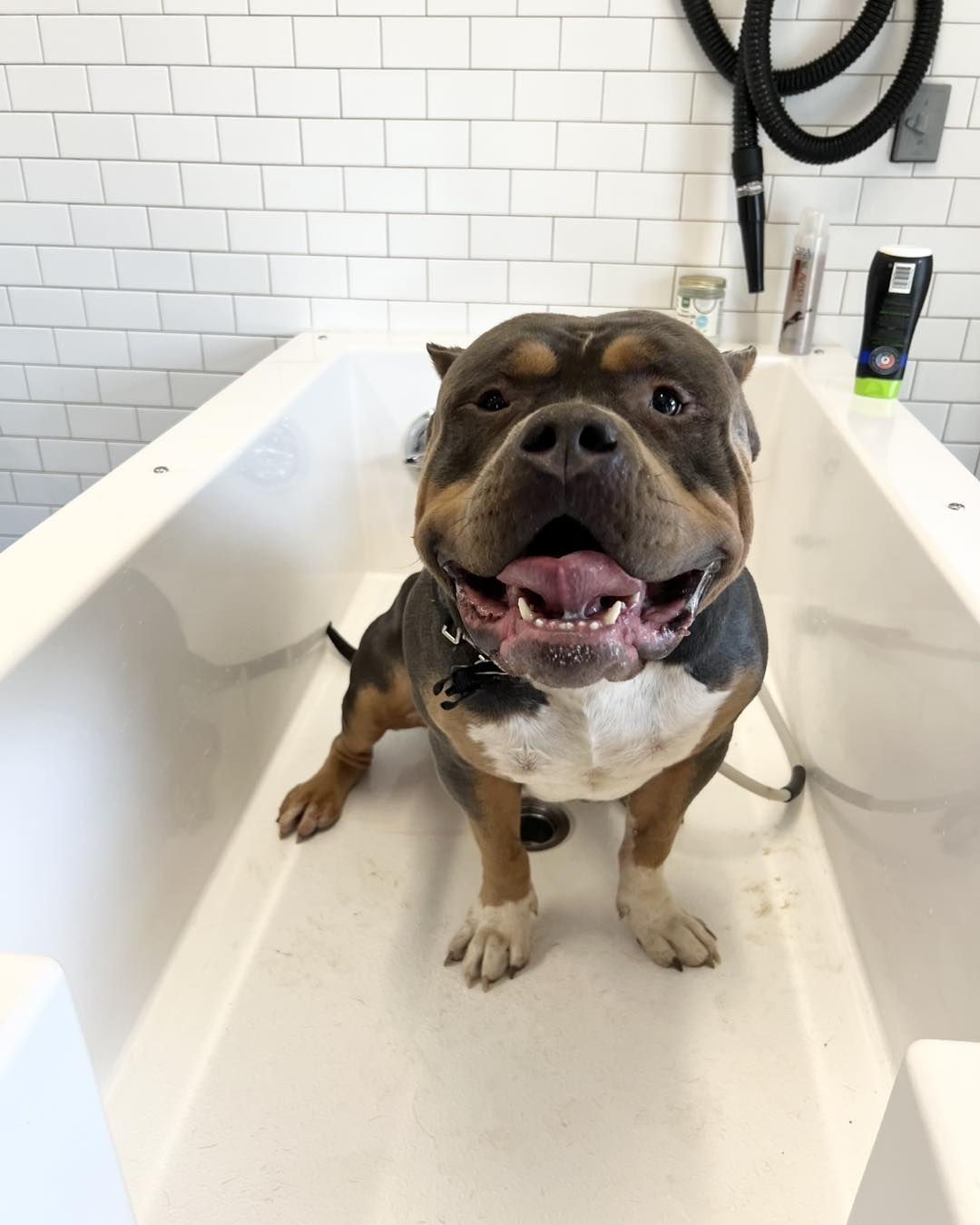 Self-serve dog wash station at Hounds Lounge