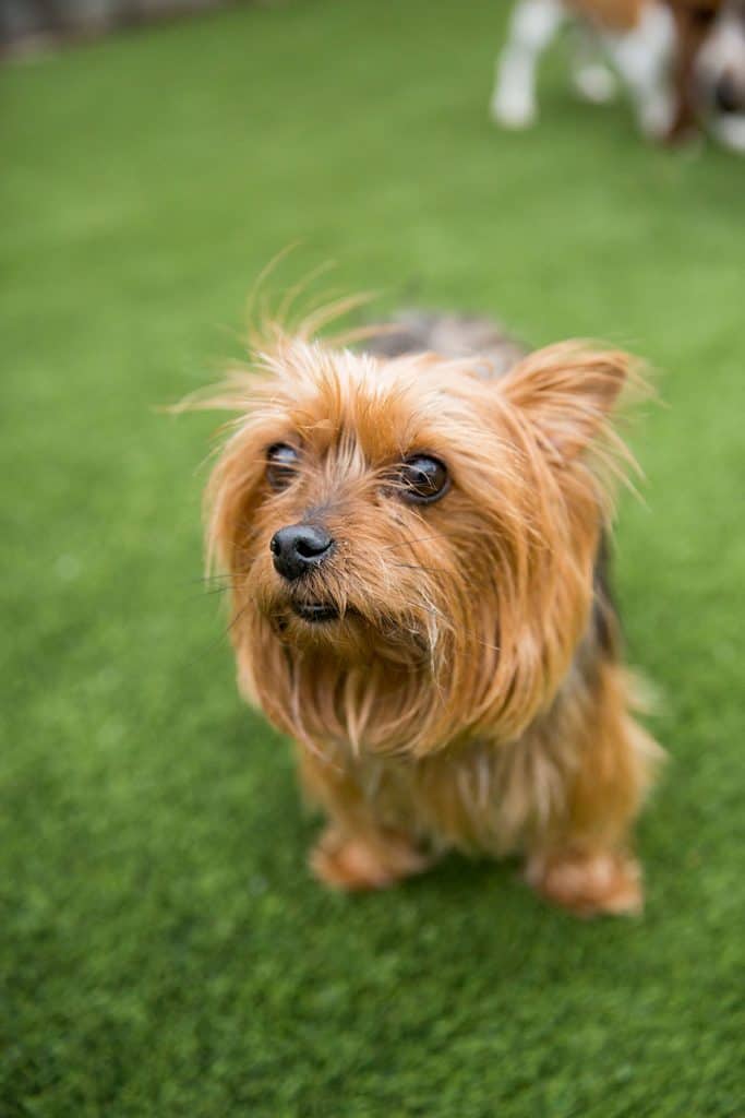 Sheltie playing outside in her matched group play