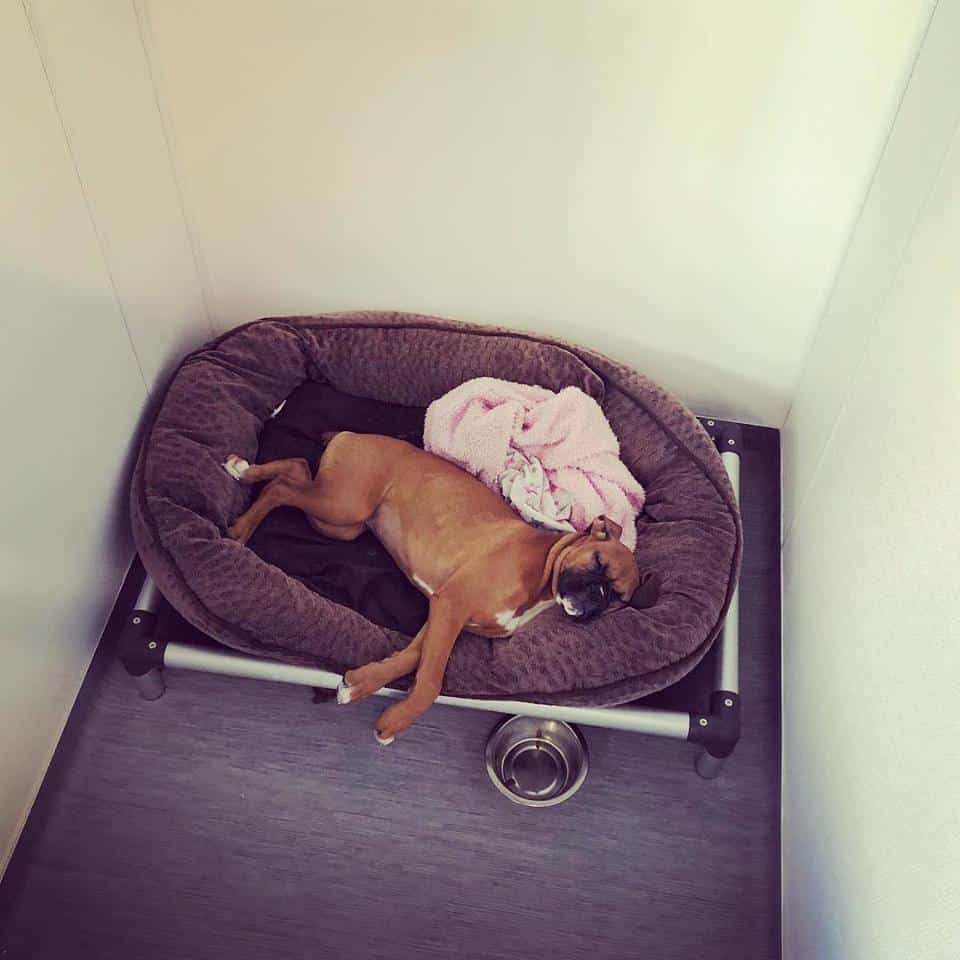 Sleeping dog in comfy bed at luxury pet resort