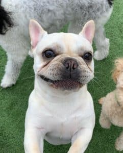 Smiling dog Smiling dog