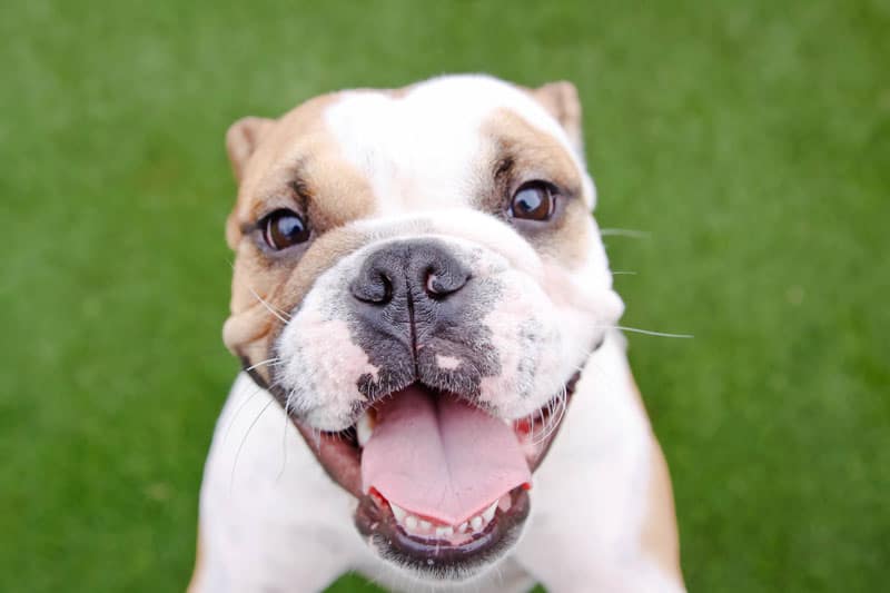 Cute bulldog smiling at the camera while participating in group play at Hounds Lounge doggie daycare