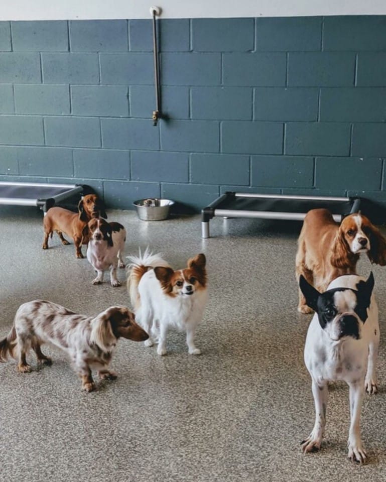Squad of Small Dogs During Cage Free Play