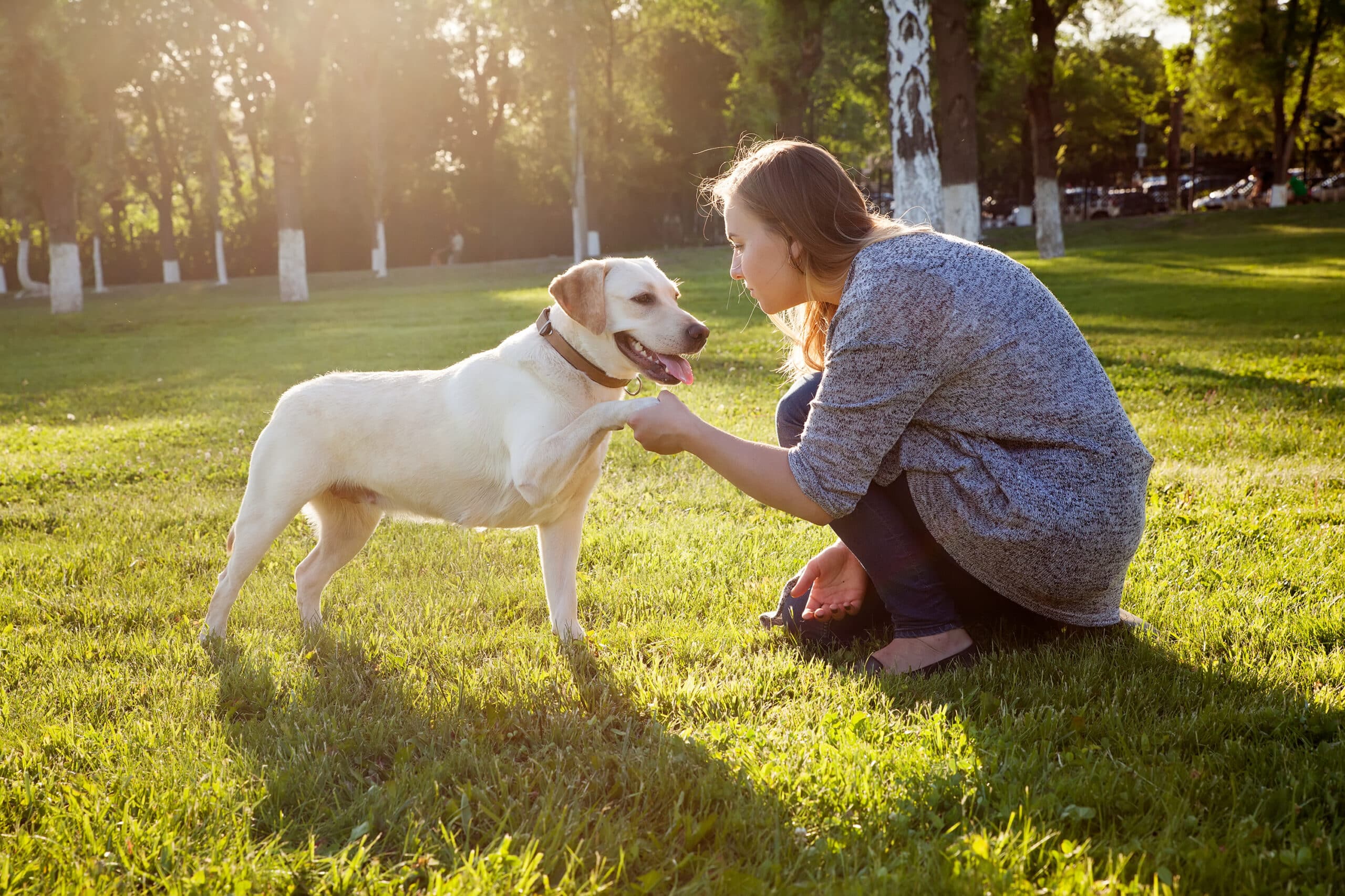 Beautiful,Woman,Playing,With,Her,Dog,Labrador,Retriever.