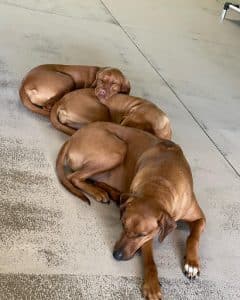 Three Dogs Three Dogs