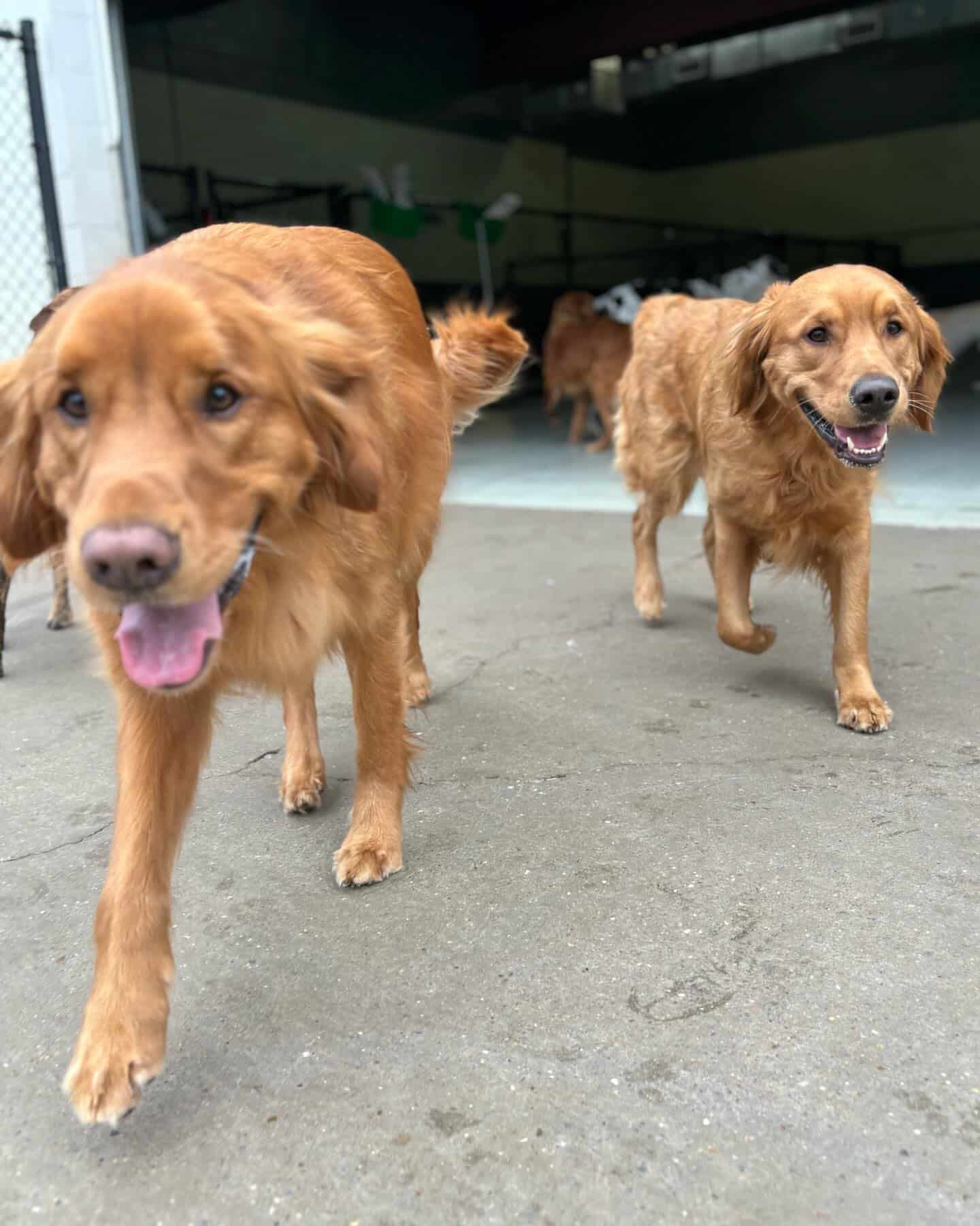 Two Golden Retrievers at Hounds Lounge