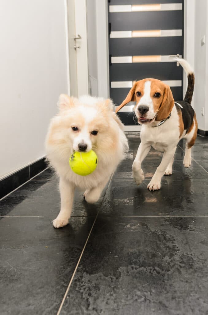 Dogs,Chase,Running,Beagle,After,German,Spitz,With,A,Ball