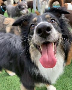 Very Happy Dog very happy dog