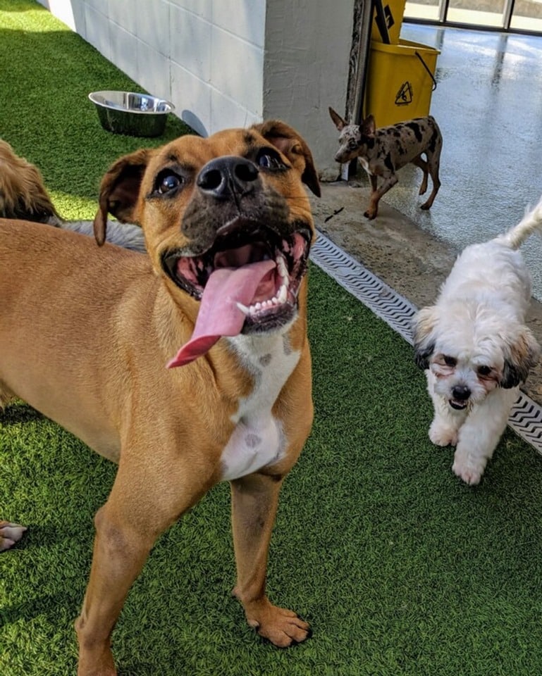 Very happy pup at Hounds Lounge Doggie Daycare North Little Rock