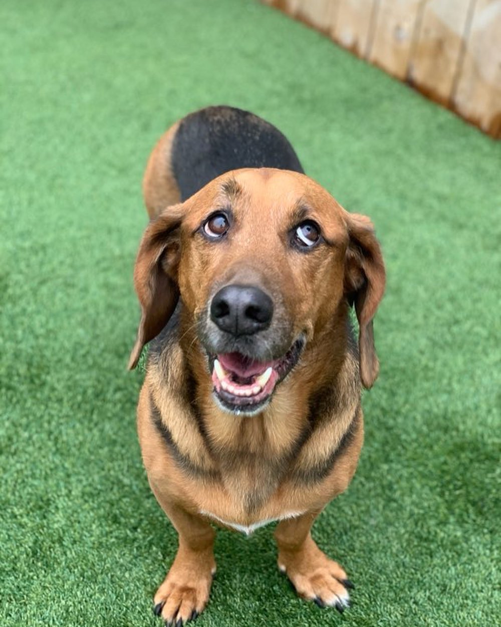 all good boys vote Hounds Lounge as the best doggie daycare in fayetteville