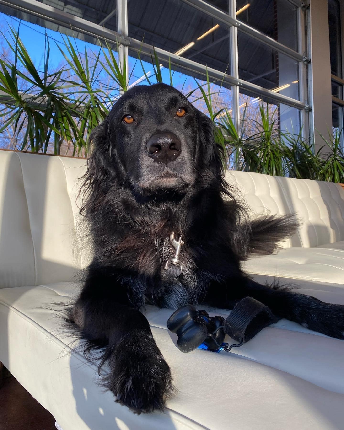 black retriever with brown eyes