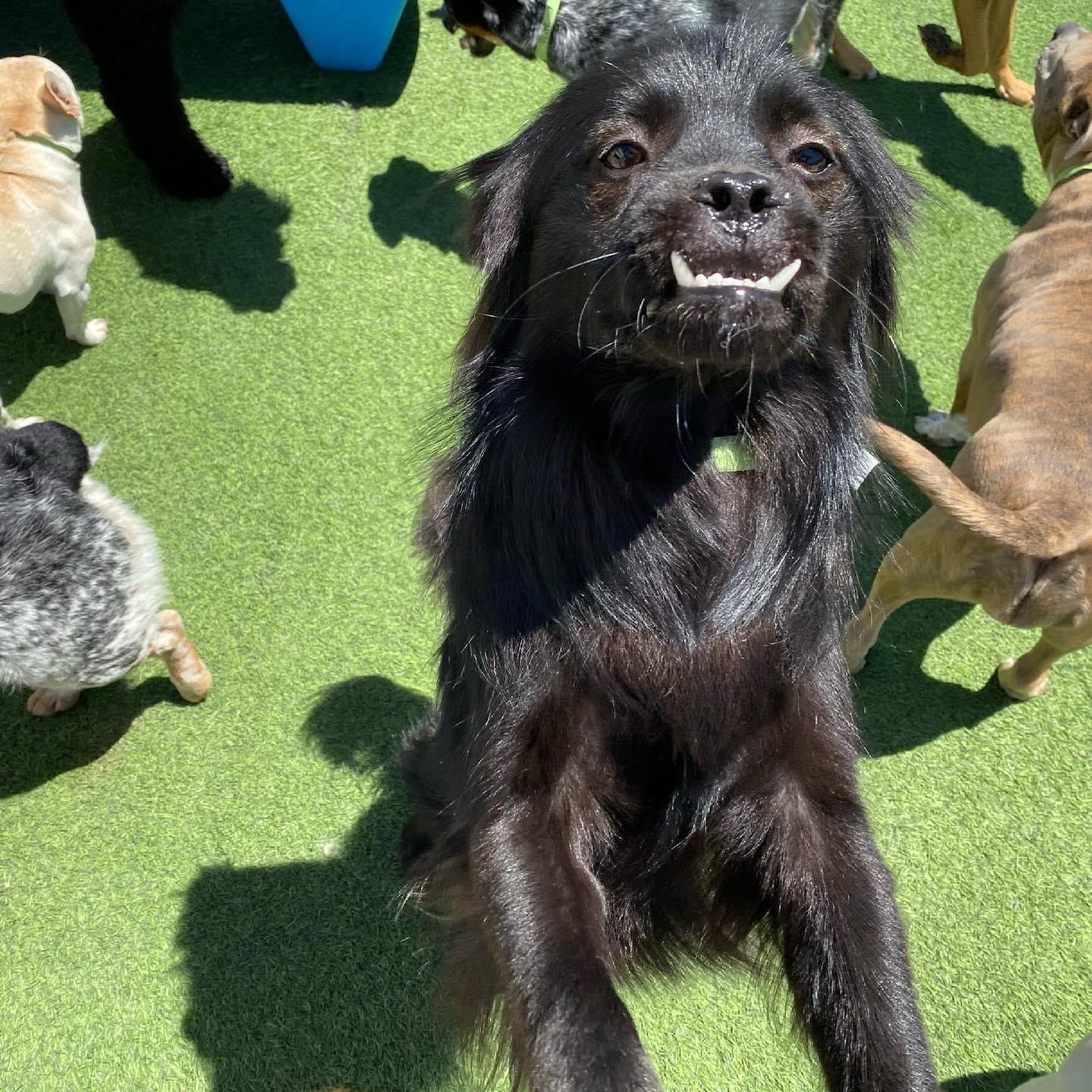 cute dog with an underbite