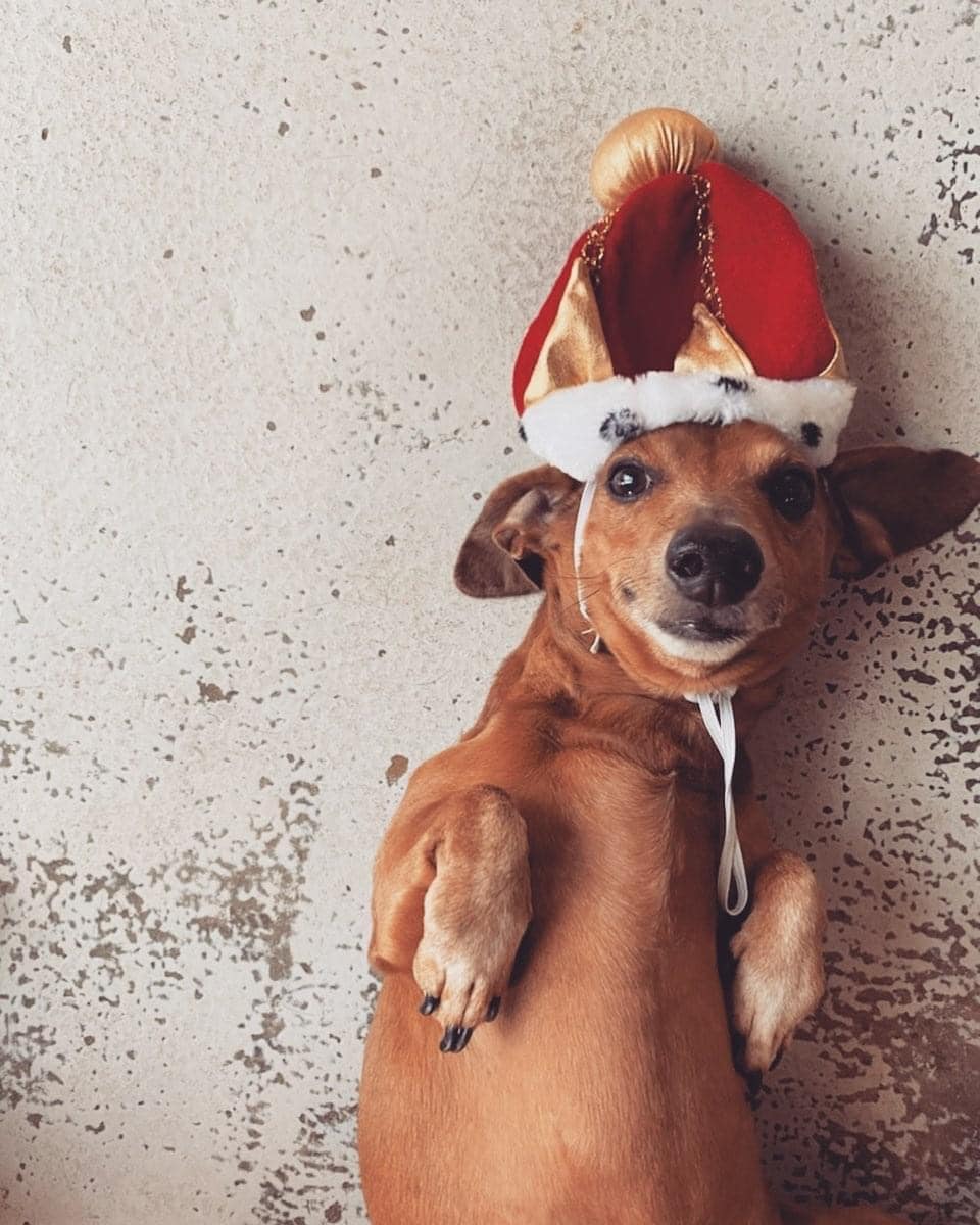 dachshund with christmas hat