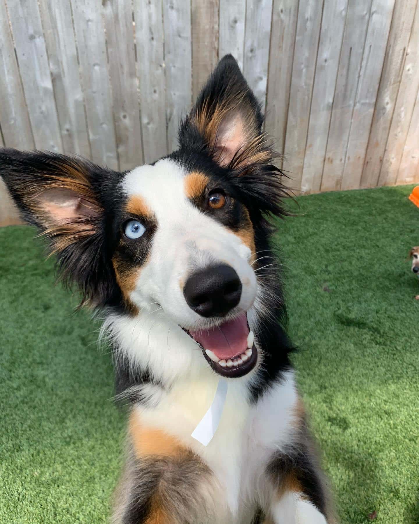 different color eyes on dog