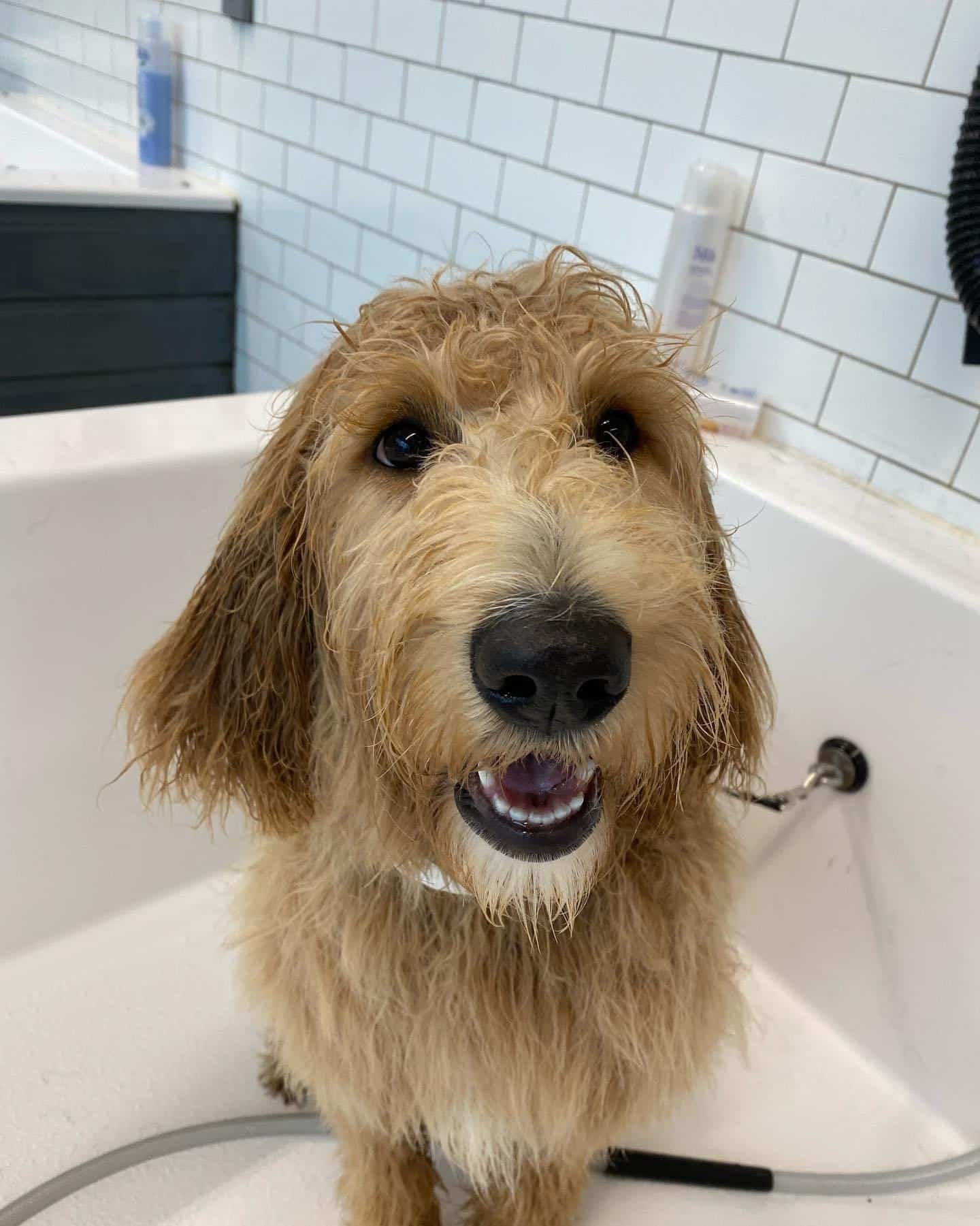 dog bath north little rock