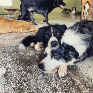 dog cuddles dog cuddles