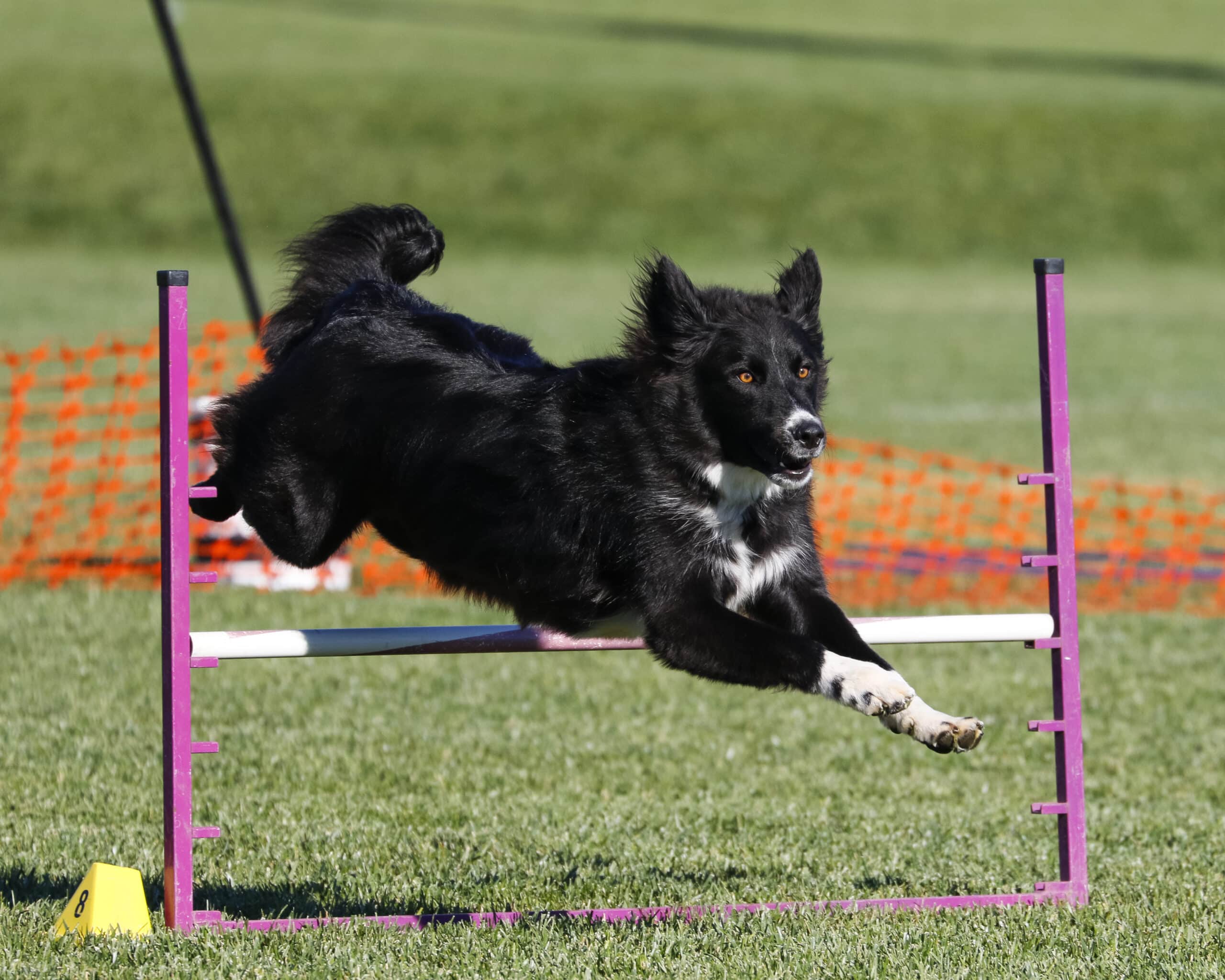 Black,Dog,Hurdling,Over,A,Jump,At,An,Agility,Event