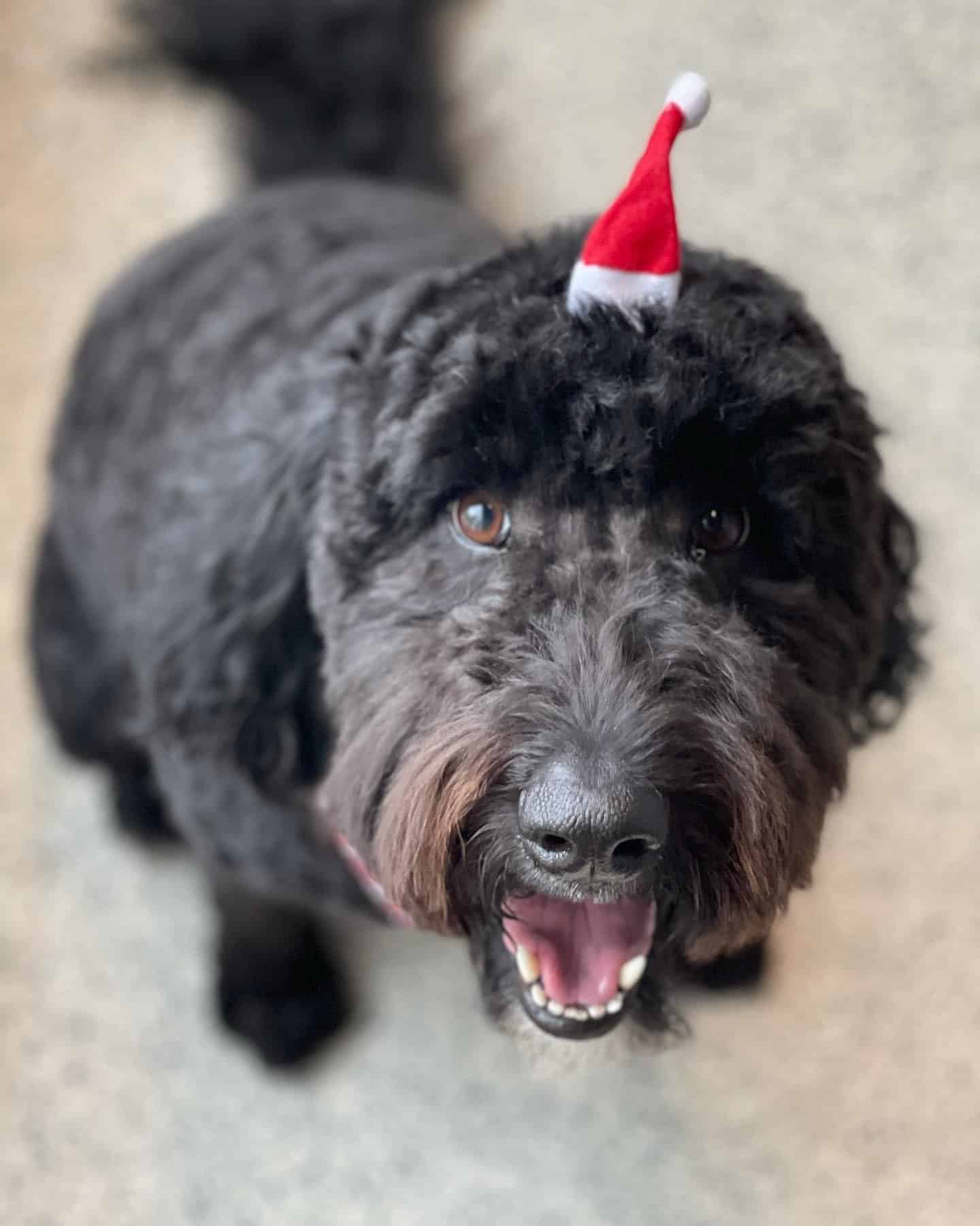 dog with santa hat