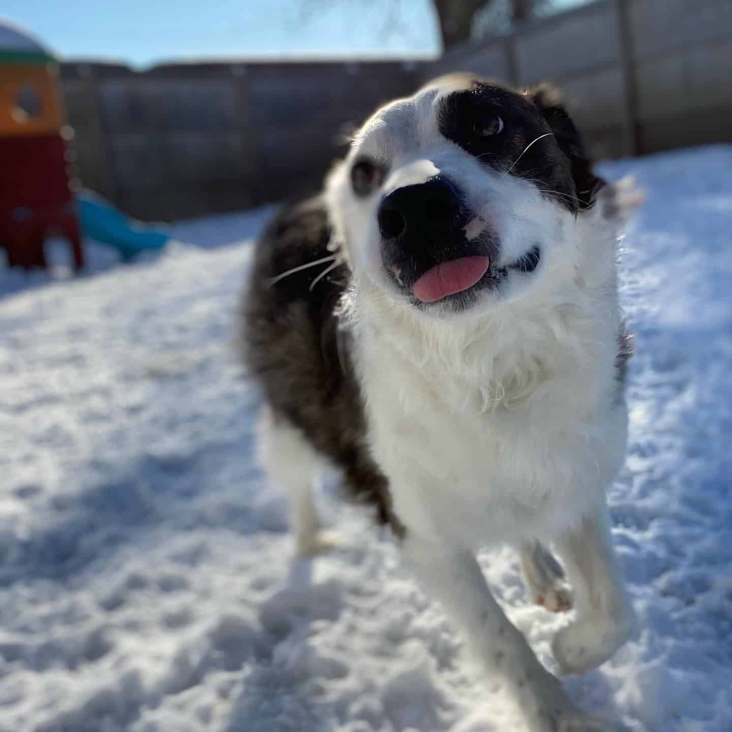 dog with tongue sticking out playing in snow
