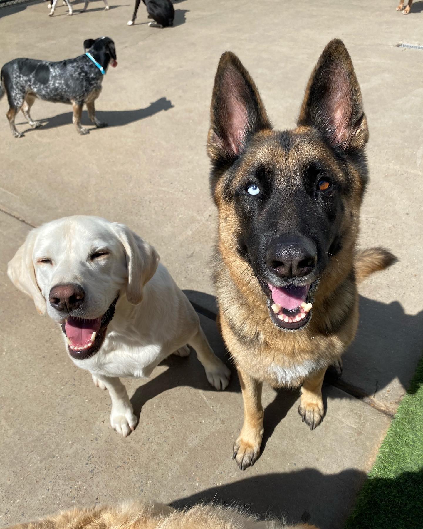 doggie daycare campers playing in Little Rock