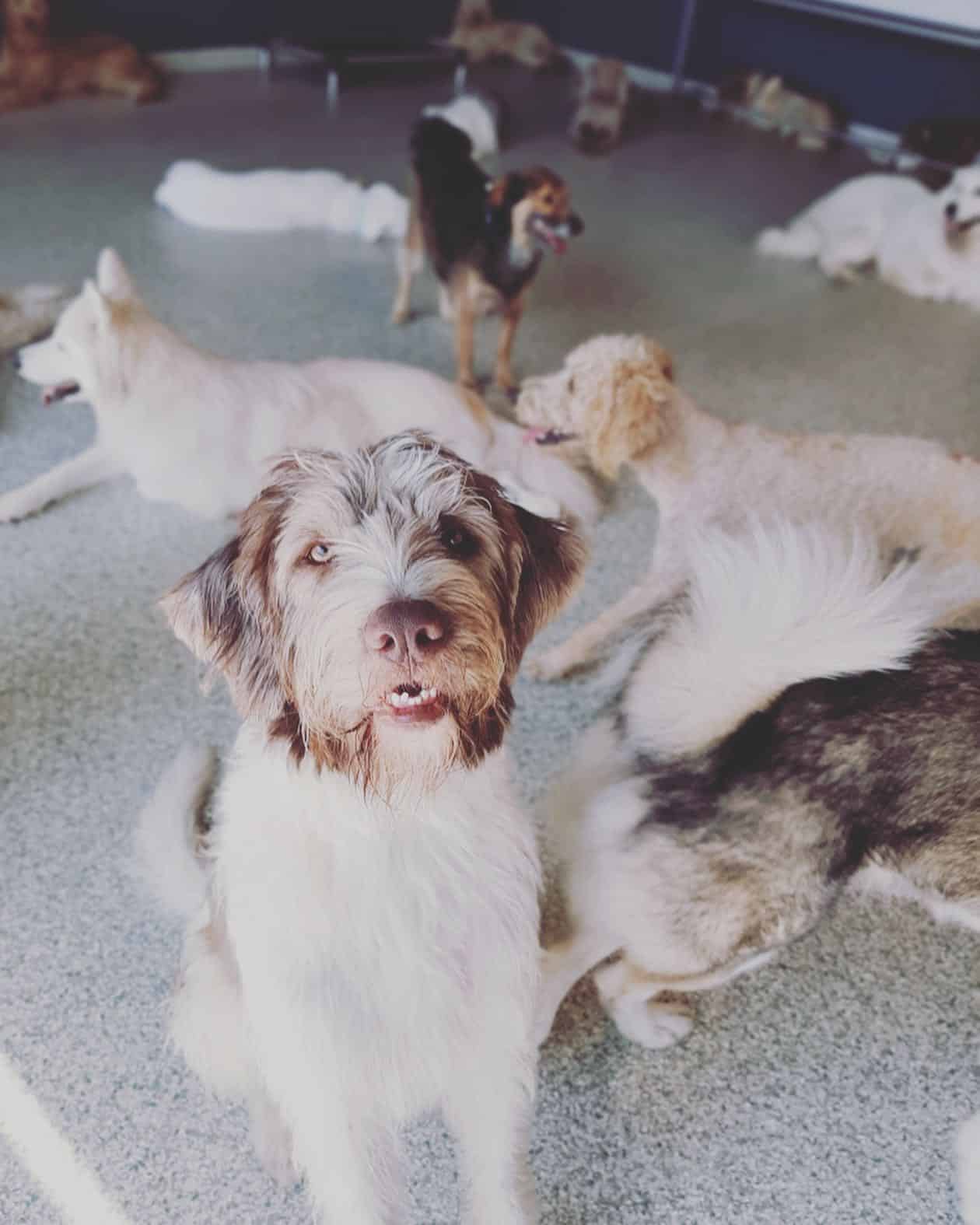 doggie daycare picture of cute dogs at Hounds Lounge in Fayetteville